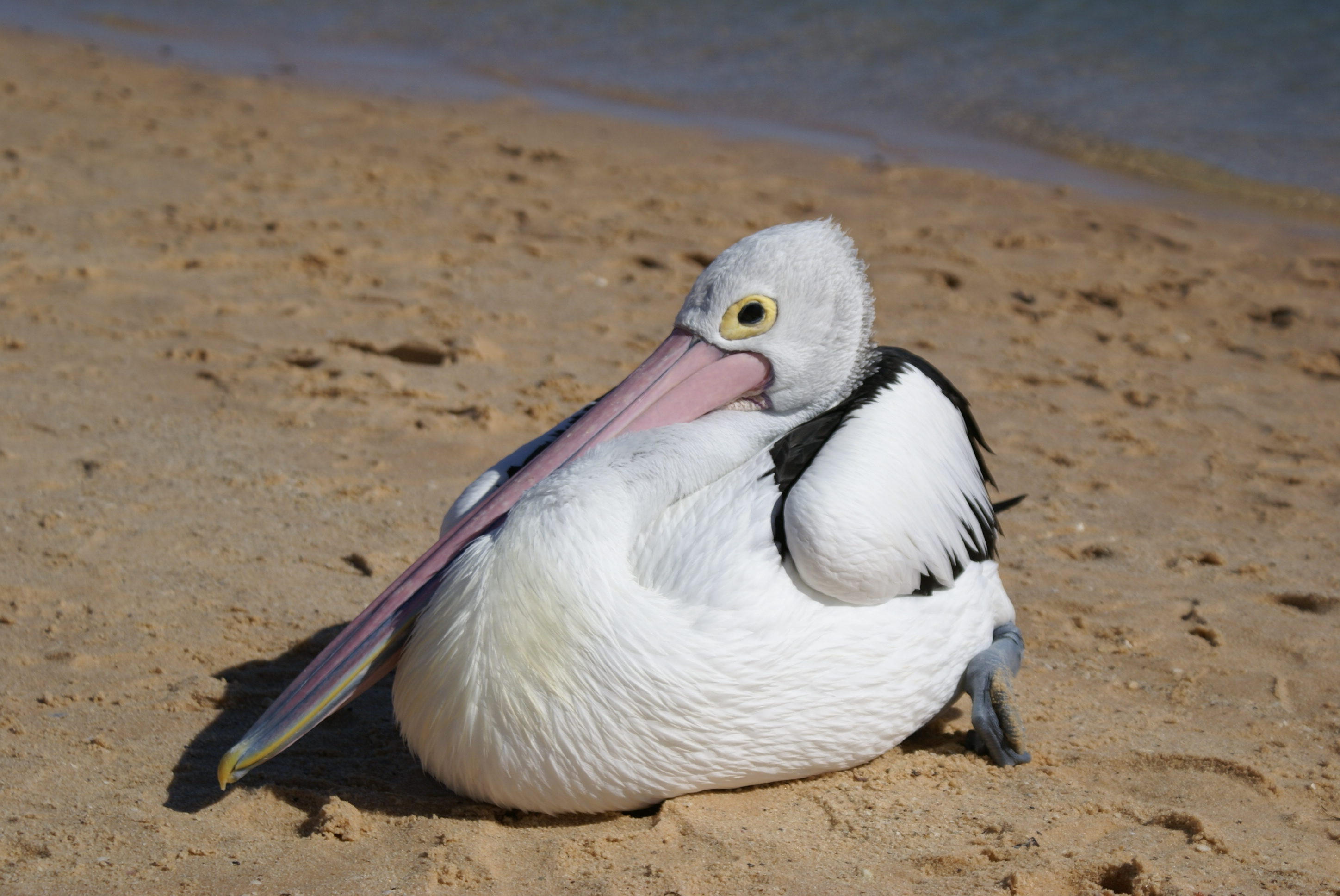 A pelican A pelican
